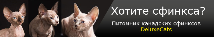 Питомник канадских сфинксов